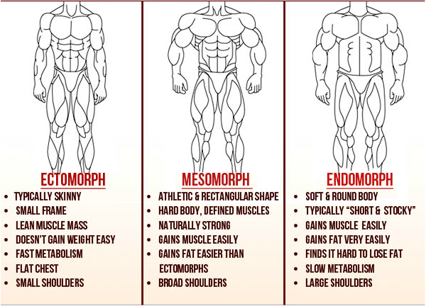 Beginner's Guide to Body Types: Ectomorph, Mesomorph, and Endomorph–  Gaspari Nutrition
